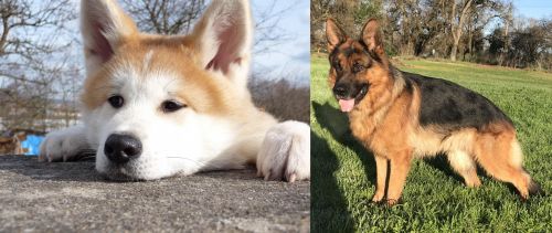 Akita vs German Shepherd - Breed Comparison