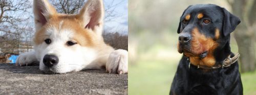 Akita vs Rottweiler - Breed Comparison