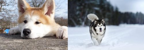 Akita vs Siberian Husky