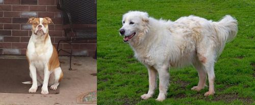 Alapaha Blue Blood Bulldog vs Abruzzenhund - Breed Comparison