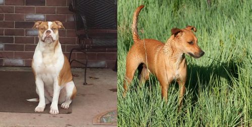 Alapaha Blue Blood Bulldog vs Africanis - Breed Comparison
