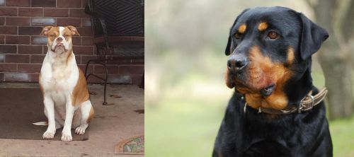 Alapaha Blue Blood Bulldog vs Rottweiler - Breed Comparison