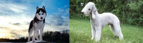 Alaskan Husky vs Bedlington Terrier - Breed Comparison