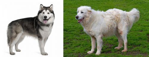Alaskan Malamute vs Abruzzenhund - Breed Comparison