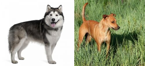 Alaskan Malamute vs Africanis - Breed Comparison