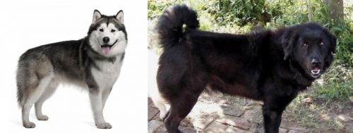 Alaskan Malamute vs Bakharwal Dog