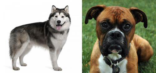 Alaskan Malamute vs Boxer - Breed Comparison