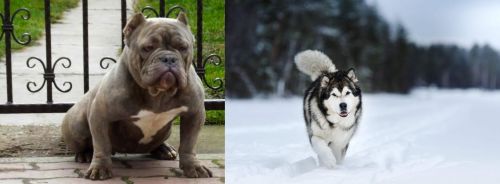 American Bully vs Siberian Husky - Breed Comparison