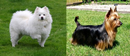American Eskimo Dog vs Australian Silky Terrier