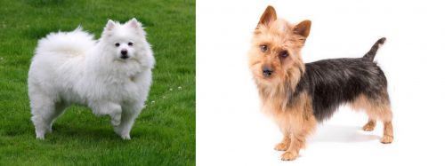 American Eskimo Dog vs Australian Terrier - Breed Comparison