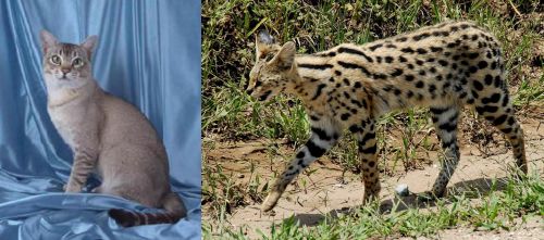 American Keuda vs African Serval - Breed Comparison
