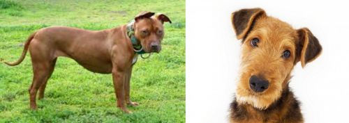 American Pit Bull Terrier vs Airedale Terrier - Breed Comparison