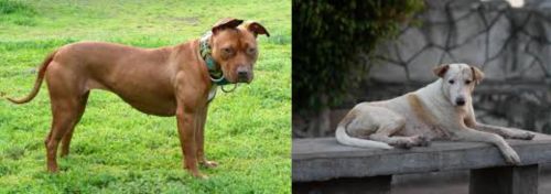 American Pit Bull Terrier vs Askal - Breed Comparison