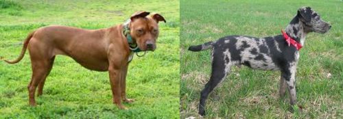 American Pit Bull Terrier vs Atlas Terrier - Breed Comparison