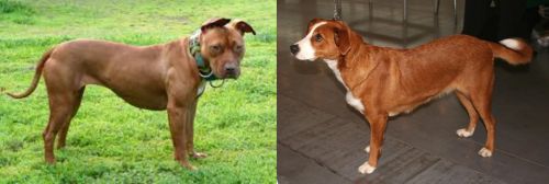 American Pit Bull Terrier vs Austrian Pinscher - Breed Comparison
