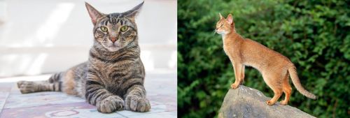 American Polydactyl vs Abyssinian - Breed Comparison