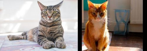 American Polydactyl vs Chausie - Breed Comparison