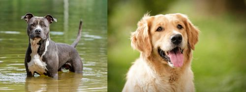 American Staffordshire Terrier Vs Golden Retriever Breed Comparison