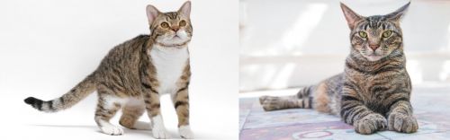 American Wirehair vs American Polydactyl - Breed Comparison