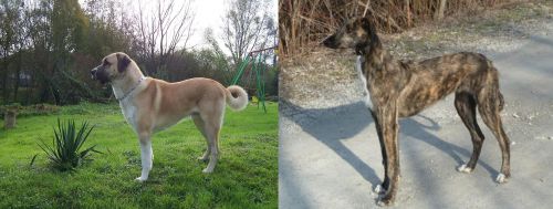 Anatolian Shepherd vs American Staghound - Breed Comparison
