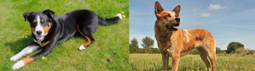 Appenzell Mountain Dog vs Australian Red Heeler - Breed Comparison