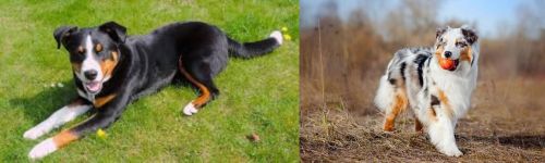 Appenzell Mountain Dog vs Australian Shepherd - Breed Comparison