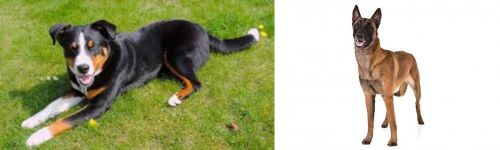 Appenzell Mountain Dog vs Belgian Shepherd Dog (Malinois) - Breed Comparison