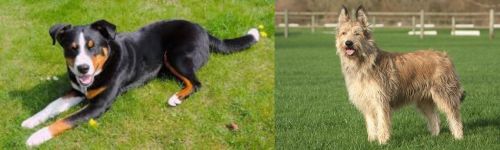 Appenzell Mountain Dog vs Berger Picard - Breed Comparison
