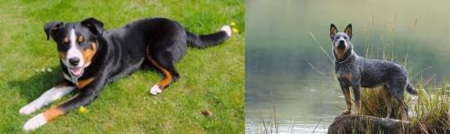 Appenzell Mountain Dog vs Blue Healer - Breed Comparison