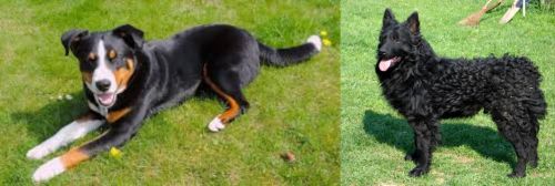 Appenzell Mountain Dog vs Croatian Sheepdog - Breed Comparison