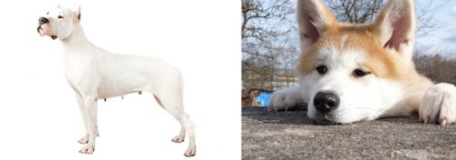Argentine Dogo vs Akita - Breed Comparison