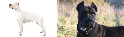 Argentine Dogo vs Alano Espanol - Breed Comparison