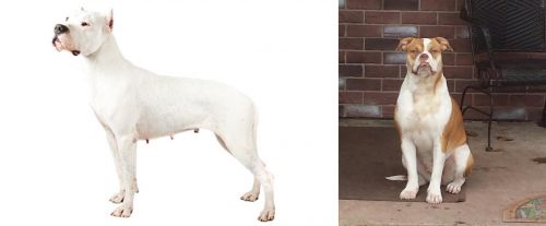 Argentine Dogo vs Alapaha Blue Blood Bulldog - Breed Comparison