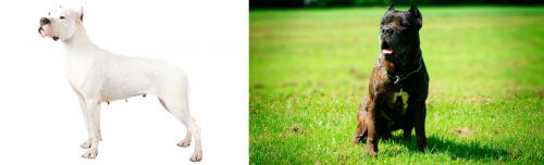 Argentine Dogo vs Bandog - Breed Comparison