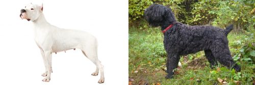 Argentine Dogo vs Black Russian Terrier - Breed Comparison