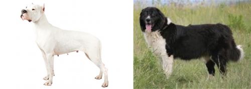 Argentine Dogo vs Bulgarian Shepherd - Breed Comparison