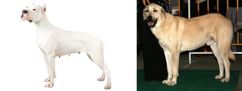 Argentine Dogo vs Central Anatolian Shepherd - Breed Comparison