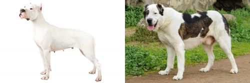 Argentine Dogo vs Central Asian Shepherd - Breed Comparison