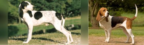 Ariegeois vs Artois Hound - Breed Comparison