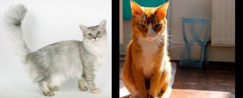 Asian Semi-Longhair vs Chausie - Breed Comparison
