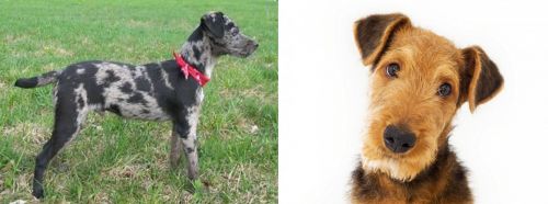 Atlas Terrier vs Airedale Terrier - Breed Comparison