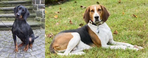 Austrian Black and Tan Hound vs American English Coonhound - Breed Comparison