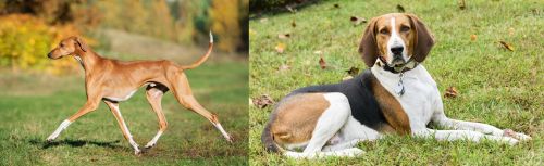 Azawakh vs American English Coonhound - Breed Comparison