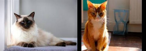 Balinese vs Chausie - Breed Comparison