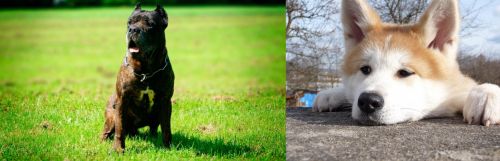 Bandog vs Akita - Breed Comparison