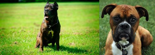 Bandog vs Boxer - Breed Comparison