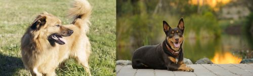 Basque Shepherd vs Australian Kelpie - Breed Comparison