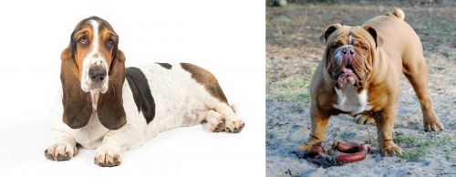 Basset Hound vs Australian Bulldog - Breed Comparison