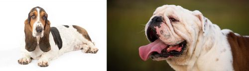 Basset Hound vs English Bulldog - Breed Comparison