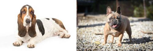 Basset Hound vs French Bulldog - Breed Comparison